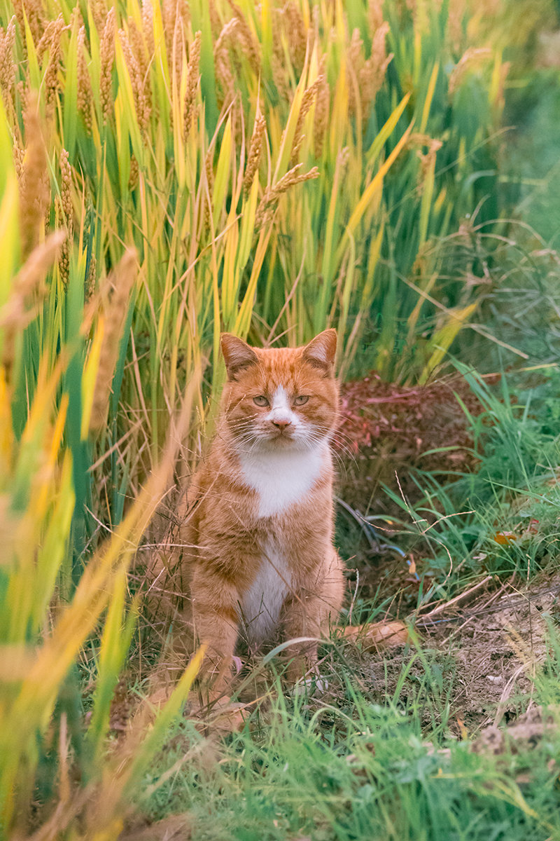 天凉好个猫！
摄影@喵呜不停