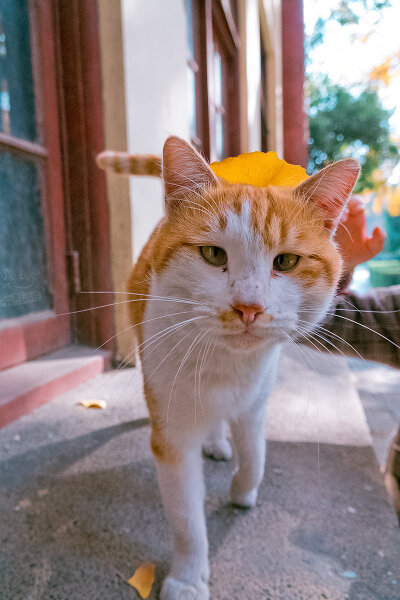 天凉好个猫！
摄影@喵呜不停