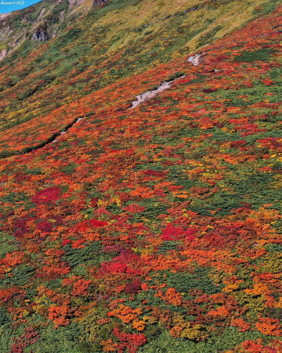 日本 宮城県 栗原市 栗駒山 秋日绚烂