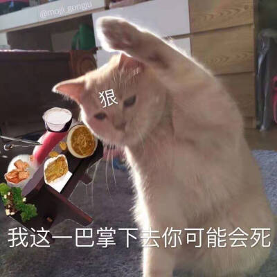 超可爱的猫咪表情包