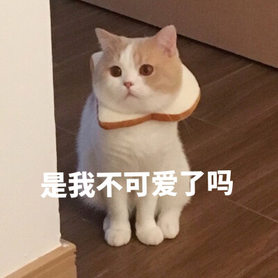 猫咪表情包