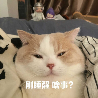 猫咪表情包