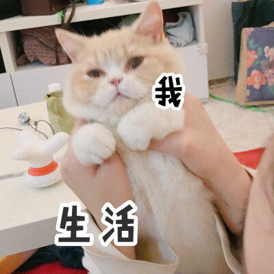 猫咪表情包