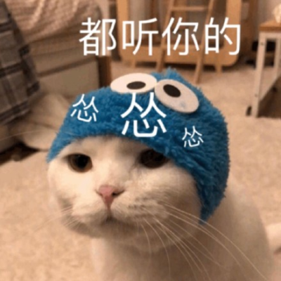 猫咪表情包