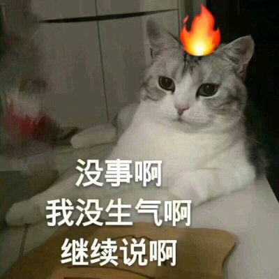 猫咪表情包