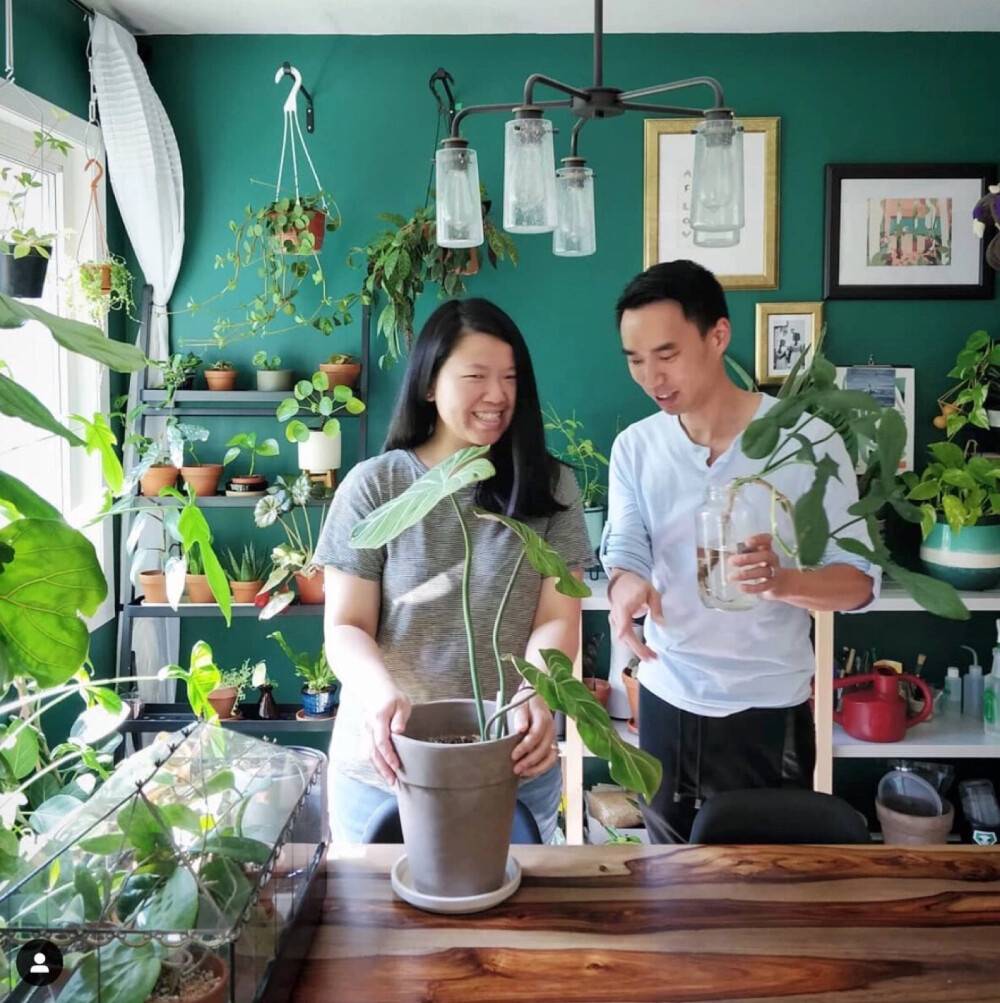 提及家居生活馆，就不得不说到花植在家居生活馆项目中的地位。2015年以来，鲜花绿植的市场增长非常迅速，单以电商平台为例，以多肉植物的网上热销为契机，盆栽花卉、小绿植、种球、创意植物产品等纷纷加快在电商市场开疆拓土的脚步，增长速度非常之快， 达到164.87%。
