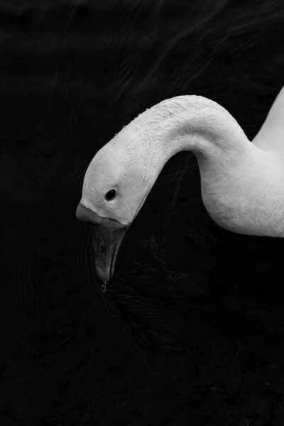 swan