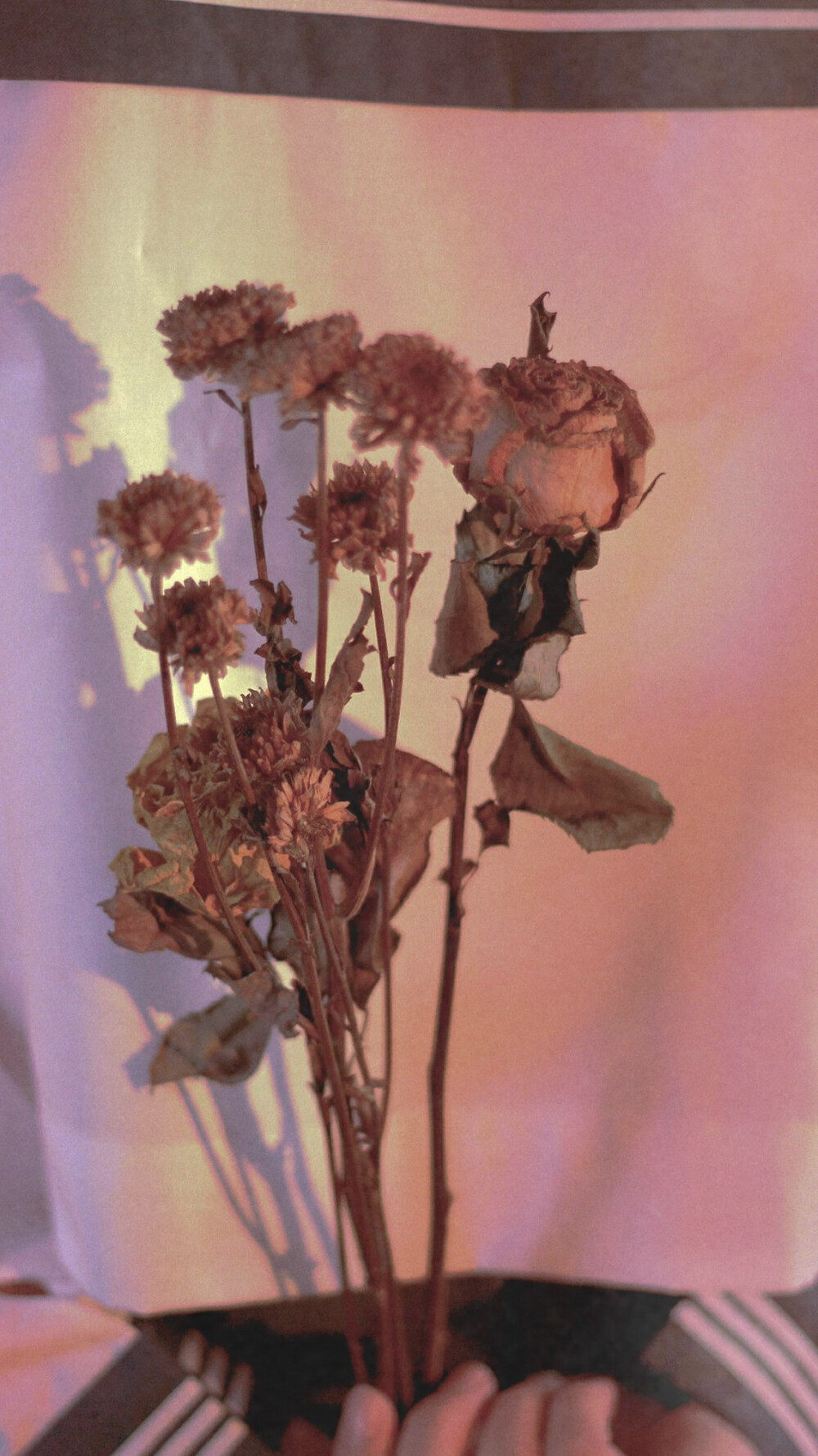 枯萎的玫瑰花...♥♥♥