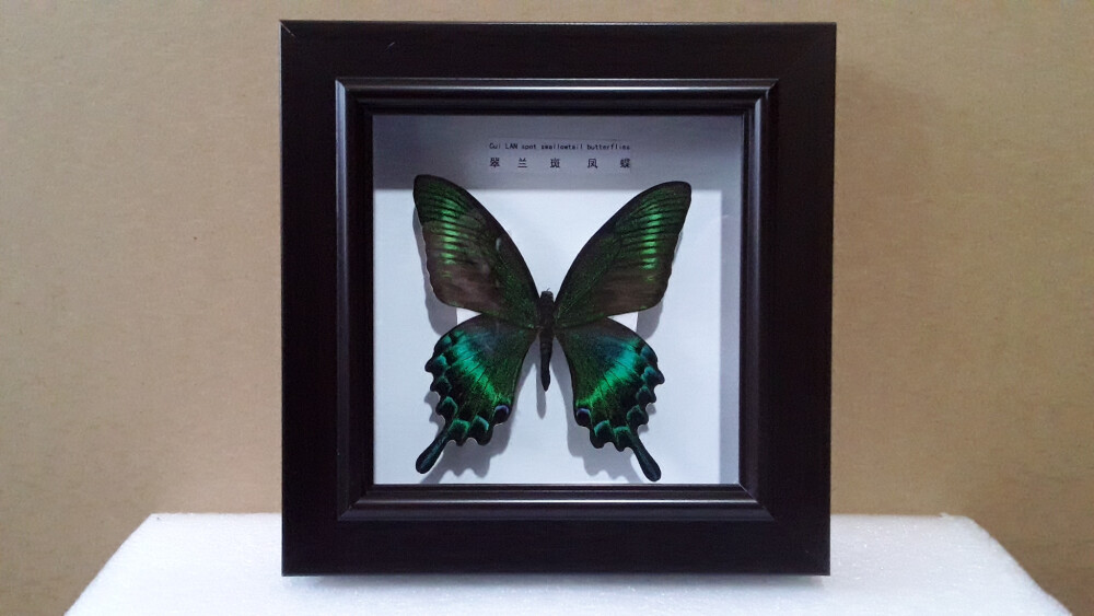 翠兰斑凤蝶标本图片