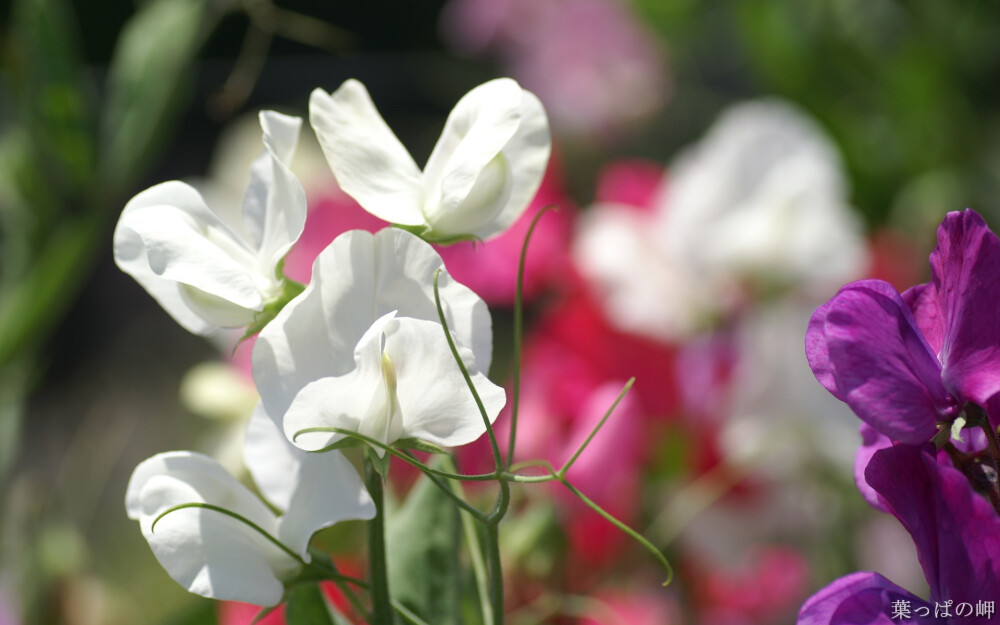 香豌豆花；甜蜜温馨的回忆、喜庆