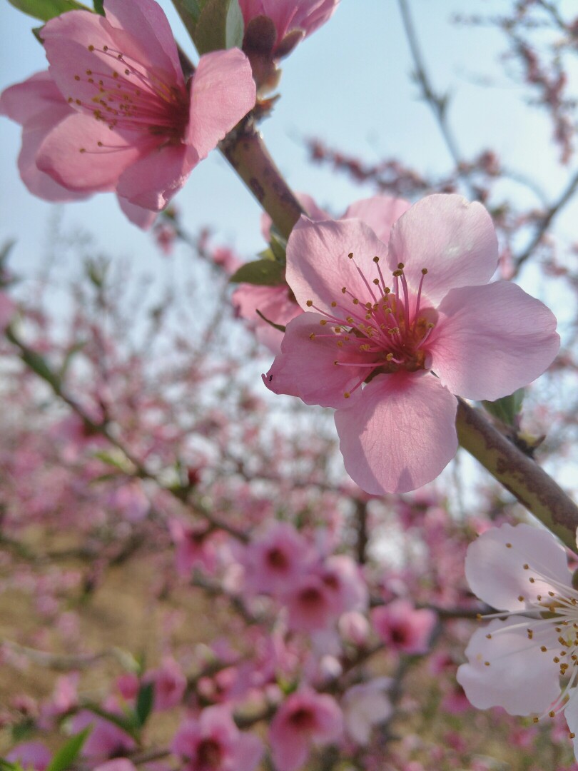 生活如此多娇 花花