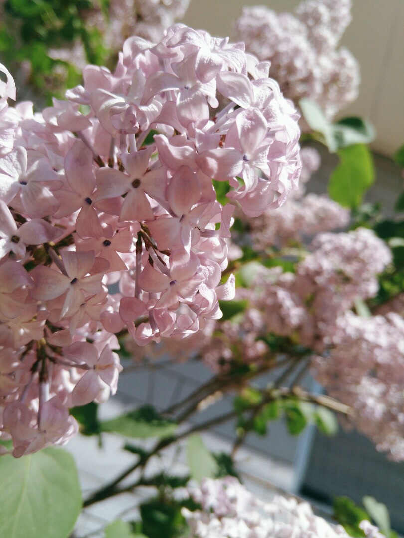 生活如此多娇 花花