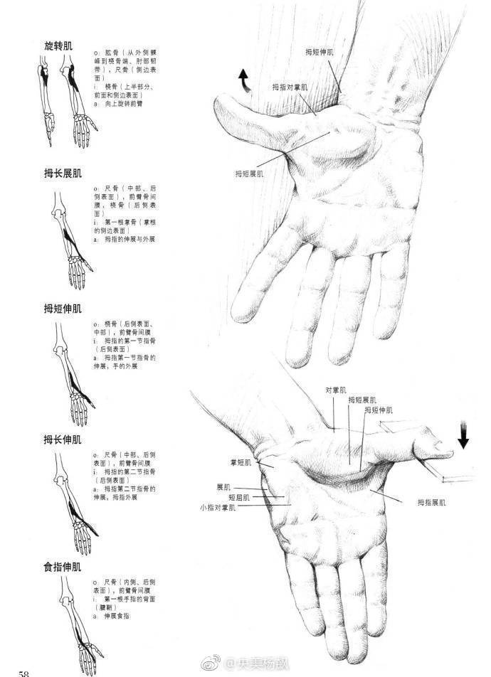 人物速写之手部动态结构~
作者：央美杨飙 ​