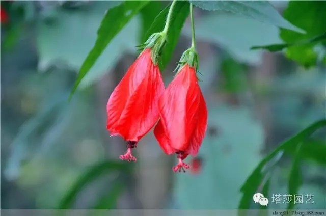 26垂花悬铃花
锦葵科 悬铃花属
常绿小灌木，喜高温多湿和阳光充足环境，在我国主要分布在南部地区。花朵下垂呈吊钟状，鲜红的花瓣螺旋卷曲，细长的雌雄蕊伸出瓣外苞。长相似扶桑，但奇特之处在于它的花瓣不会像扶桑那样打开，被称为“永不开放的花”，甚有意思。