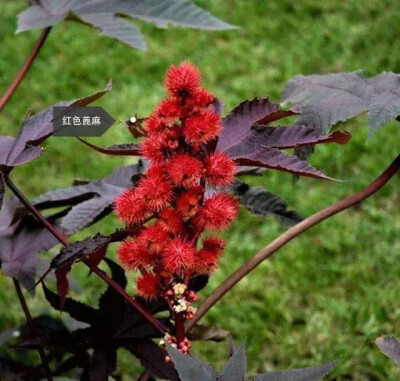 大戟科，多年生植物。是在蓖麻属中稀有的观赏品种。茎如红竹，红叶形同鹅掌，果穗长35-50厘米，似红色宝塔，美观艳丽。我们常常用它的果实插花。