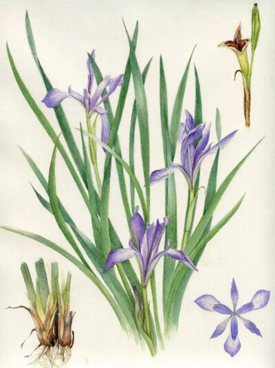 马蔺 ◎ Iris lactea var
水彩画 ◎ Watercolor on paper 37.3 x 28.8 cm
艺术家 ◎ 戴越
