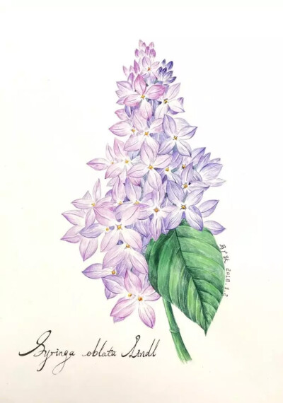 丁香花 ◎ Syringa oblata
水彩畫 ◎ Watercolor on paper 37*26cm
藝術(shù)家 ◎ 馬廣躍