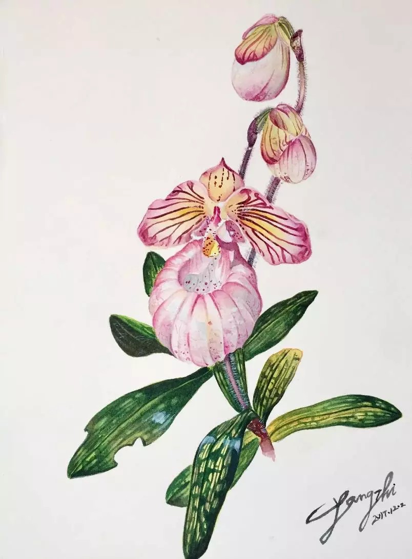 硬叶兜兰 ◎ Paphiopedilum micranthum
水彩画 ◎ Watercolor on paper 27*19.5cm
艺术家 ◎ 杨志