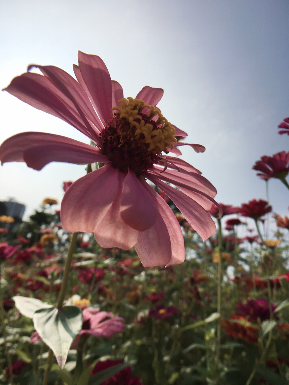 百日菊