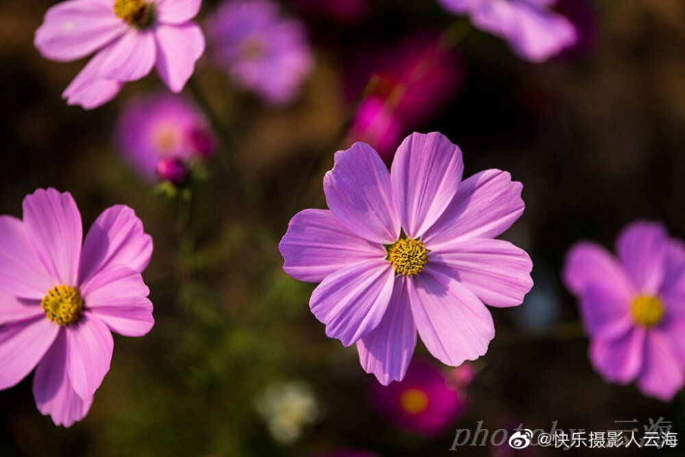 格桑花 波斯菊