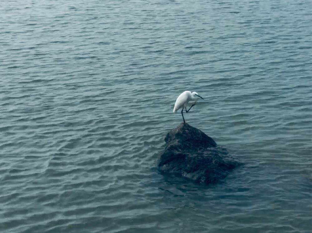 深圳湾公园