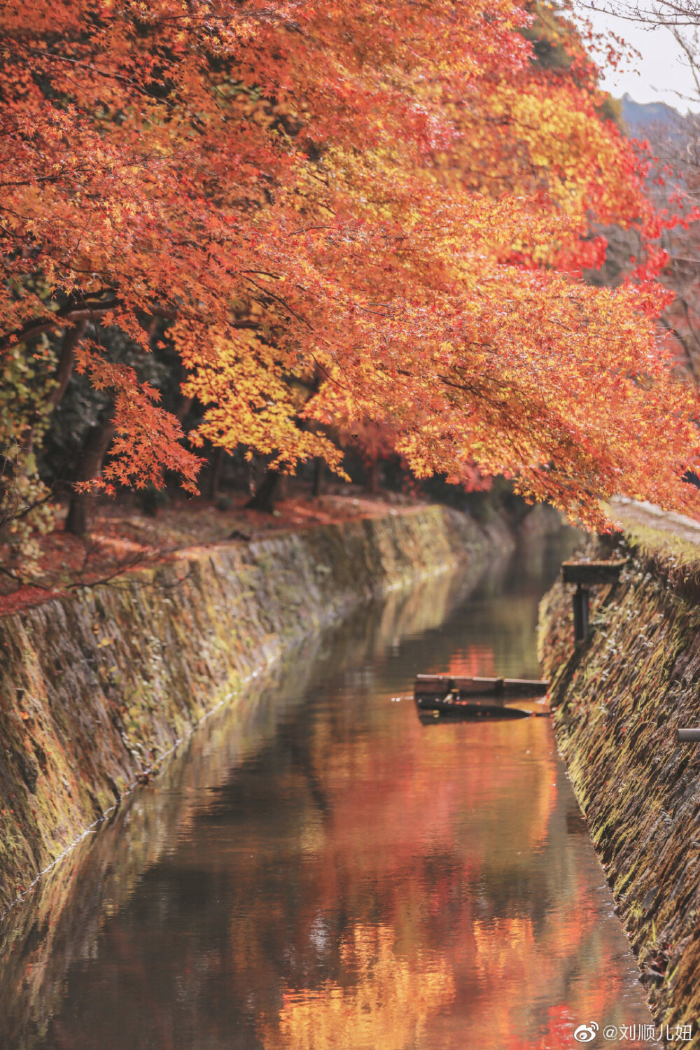 京都红叶季旅拍vol.17
「君不见，红叶又满川」
哲学之路的枫叶几乎是整个京都红的最晚的。
沿着溪流悠然漫步至此。
溪流右侧会在春天开满樱花，溪流左边则会在秋天迎来红叶。
偶尔会遇到穿着传统服饰的夫妇，桥上有写生者在绘画，还能巧遇落叶堆里的橘喵~
摄影@刘顺儿妞
#京都·秋色琉璃染##顺妞的旅拍# ​​​​
#微博摄影大赛# #摄影不凡# ​​​​