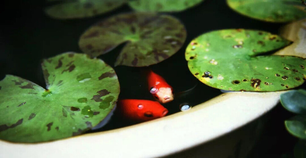 蕉叶宽大，承接雨水，枯荷潇潇，深秋闻雨。
从古时候开始，人们种下植物，便不仅是为了视觉上的观赏，也同样会考虑听觉上的意境。你看那南方庭院里的青翠芭蕉，北方公园中的微漾荷叶，都在雨中发出动人的声音，摇曳出无尽的情愫。
