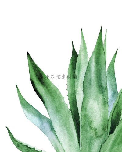 水彩手绘绿色小清新植物仙人掌高清装饰画芯插画JPG图片素材jpg75