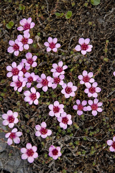 苔花如米小，也學(xué)牡丹開