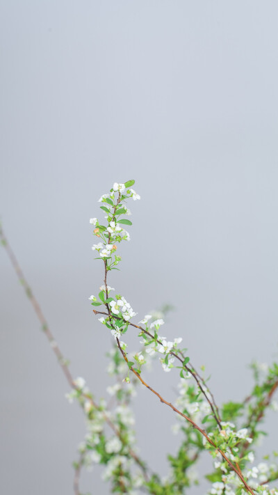 美好事物的搬运工就是我
洋甘菊
雪柳
尤加利
鸢尾
铁线莲
郁金香
香豌豆