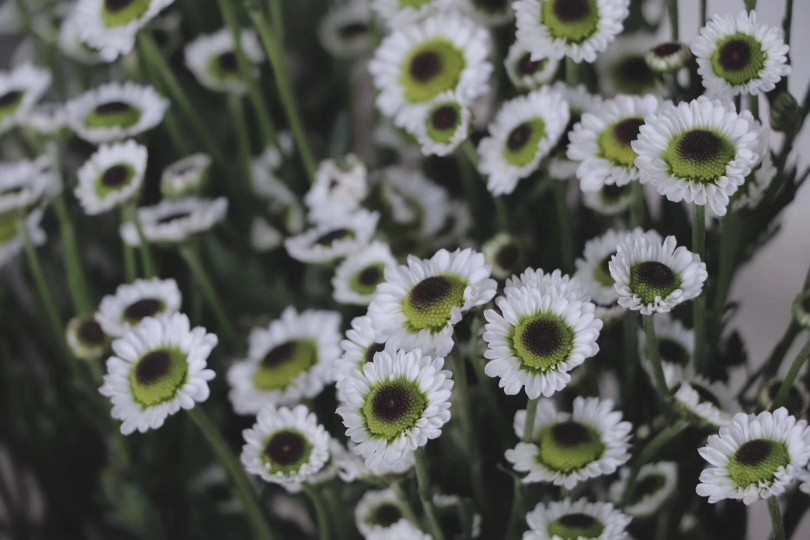 各种雏菊