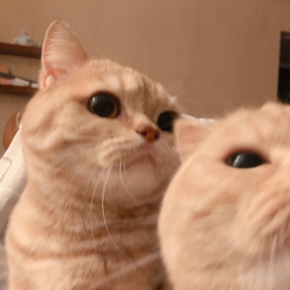 小猫情侣头像微信图片