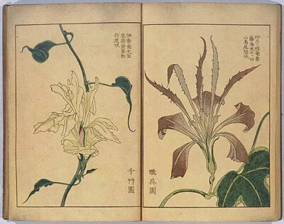 《朝颜三十六花撰》