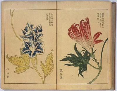 《朝颜三十六花撰》