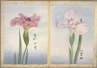 《花菖蒲图谱》