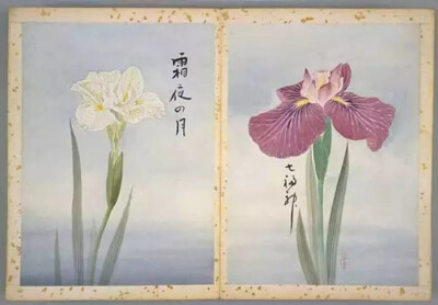 《花菖蒲图谱》