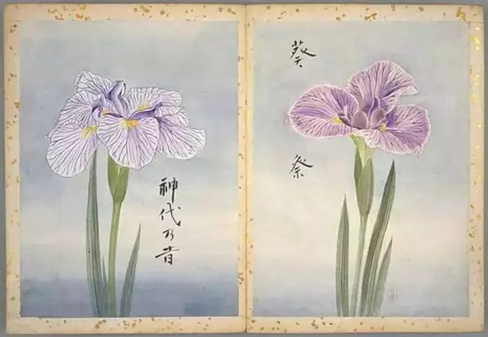 《花菖蒲图谱》