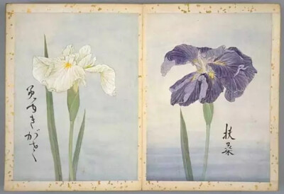 《花菖蒲图谱》