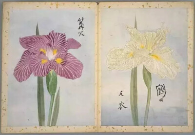 《花菖蒲图谱》