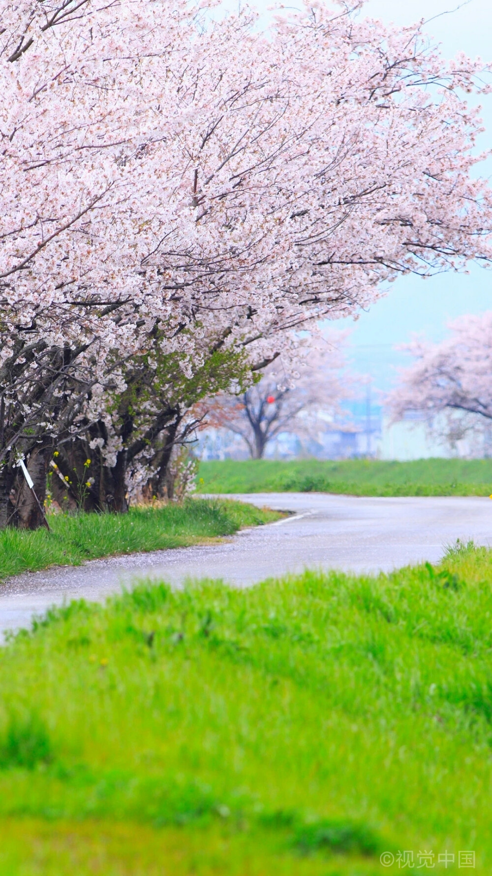 樱花