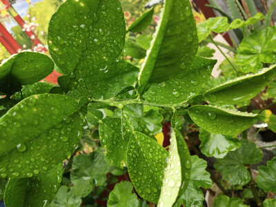 雨中