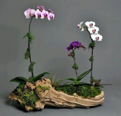 “盘碟式”花瓶
给予花枝更大的空间舒展
打造多款不同的造型
