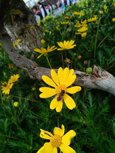 蜜蜂和花