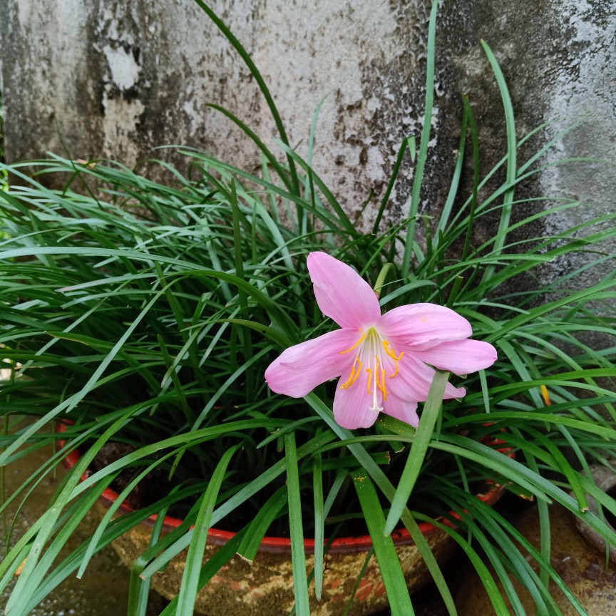 水仙花