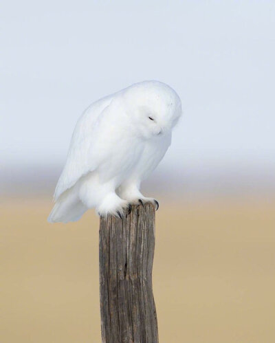 纯白的雪鸮 Bubo scandiaca 摄影师Johnny Salomonsson（丹麦） ​​​​