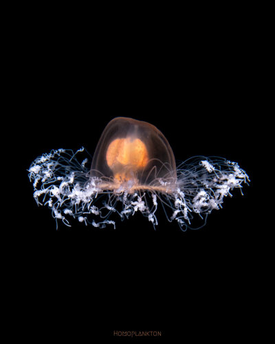 灯塔水母 Immortal Jellyfish Turritopsis spp 它的英文直译其实是永生水母。这种永生，不是传统意义上的“长生不老”，而是逆转发育进程，实现“返老还童”，想象一下一只蝴蝶通过自身控制回到毛毛虫的婴孩阶段，然…