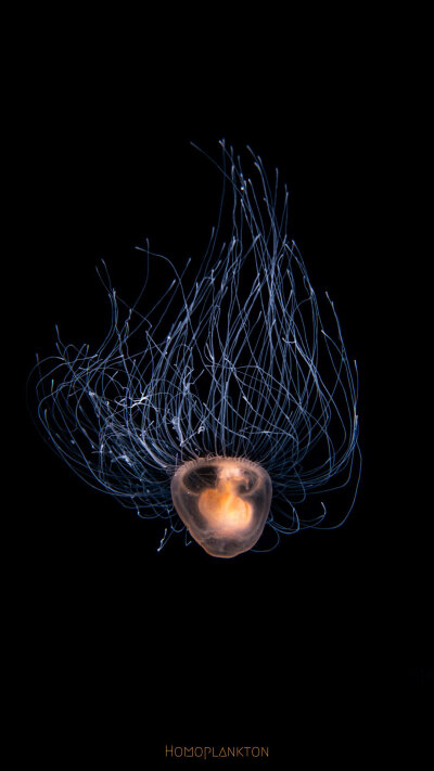 灯塔水母 Immortal Jellyfish Turritopsis spp 它的英文直译其实是永生水母。这种永生，不是传统意义上的“长生不老”，而是逆转发育进程，实现“返老还童”，想象一下一只蝴蝶通过自身控制回到毛毛虫的婴孩阶段，然…