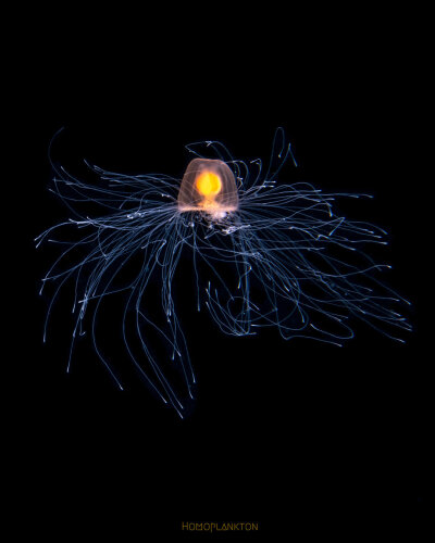 灯塔水母 Immortal Jellyfish Turritopsis spp 它的英文直译其实是永生水母。这种永生，不是传统意义上的“长生不老”，而是逆转发育进程，实现“返老还童”，想象一下一只蝴蝶通过自身控制回到毛毛虫的婴孩阶段，然…