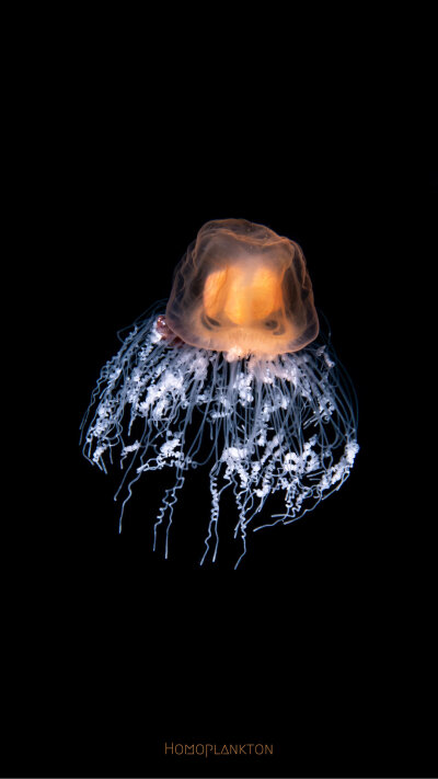 灯塔水母 Immortal Jellyfish Turritopsis spp 它的英文直译其实是永生水母。这种永生，不是传统意义上的“长生不老”，而是逆转发育进程，实现“返老还童”，想象一下一只蝴蝶通过自身控制回到毛毛虫的婴孩阶段，然…