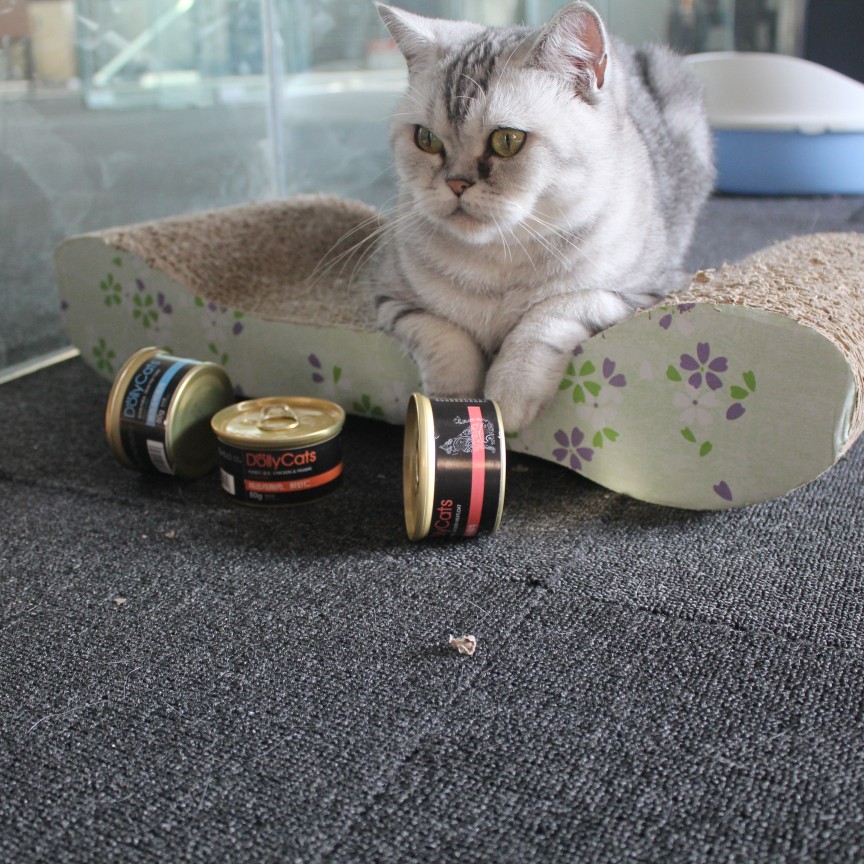 #猫罐头多久吃一次##猫罐头主食##双十一#闺蜜跟我吐槽她家lina，最近又是挑食又是发脾气的。真真是一只小公举，平时闺蜜都宠她宠得不要不要的，唉，结果更不听话。于是，闺蜜就向同是养猫的我请教，特别巧的是我家猫最近也挑食，我给她买的是多利喵家的猫罐头。我家猫吃了还不错，希望闺蜜接受过我的安利之后，她家猫可以换食之后，变得乖一点。